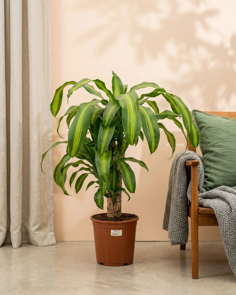 dracaena mass cane toxic to dogs Corn Plant (Dracaena Massangeana)