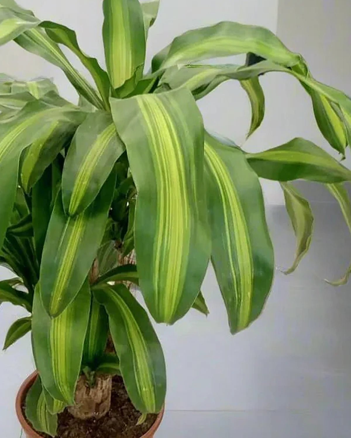 Corn Plant (Dracaena Massangeana) | Potted, 70–80 cm - Acacia Garden Center