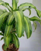 Corn Plant (Dracaena Massangeana) | Potted, 70–80 cm - Acacia Garden Center