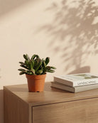 Crassula (Jade Plant) | Succulent, 10–12 cm - Acacia Garden Center