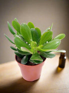 Crassula Ovata (Jade Plant) | 10 - 12cm - Acacia Garden Center
