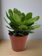 Crassula Ovata (Jade Plant) | 10 - 12cm - Acacia Garden Center