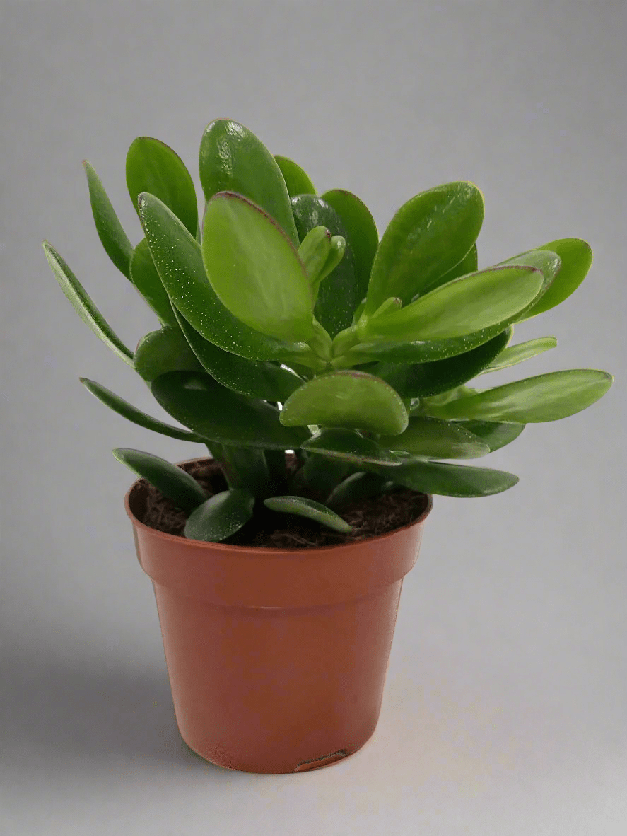 Crassula Ovata (Jade Plant) | 10 - 12cm - Acacia Garden Center