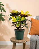 Croton (Codiaeum variegatum) | Colourful Foliage, 30–40 cm - Acacia Garden Center