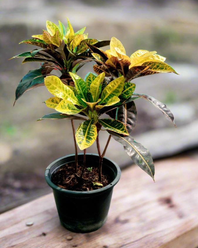 Croton (Codiaeum variegatum) | Colourful Foliage, 30–40 cm - Acacia Garden Center
