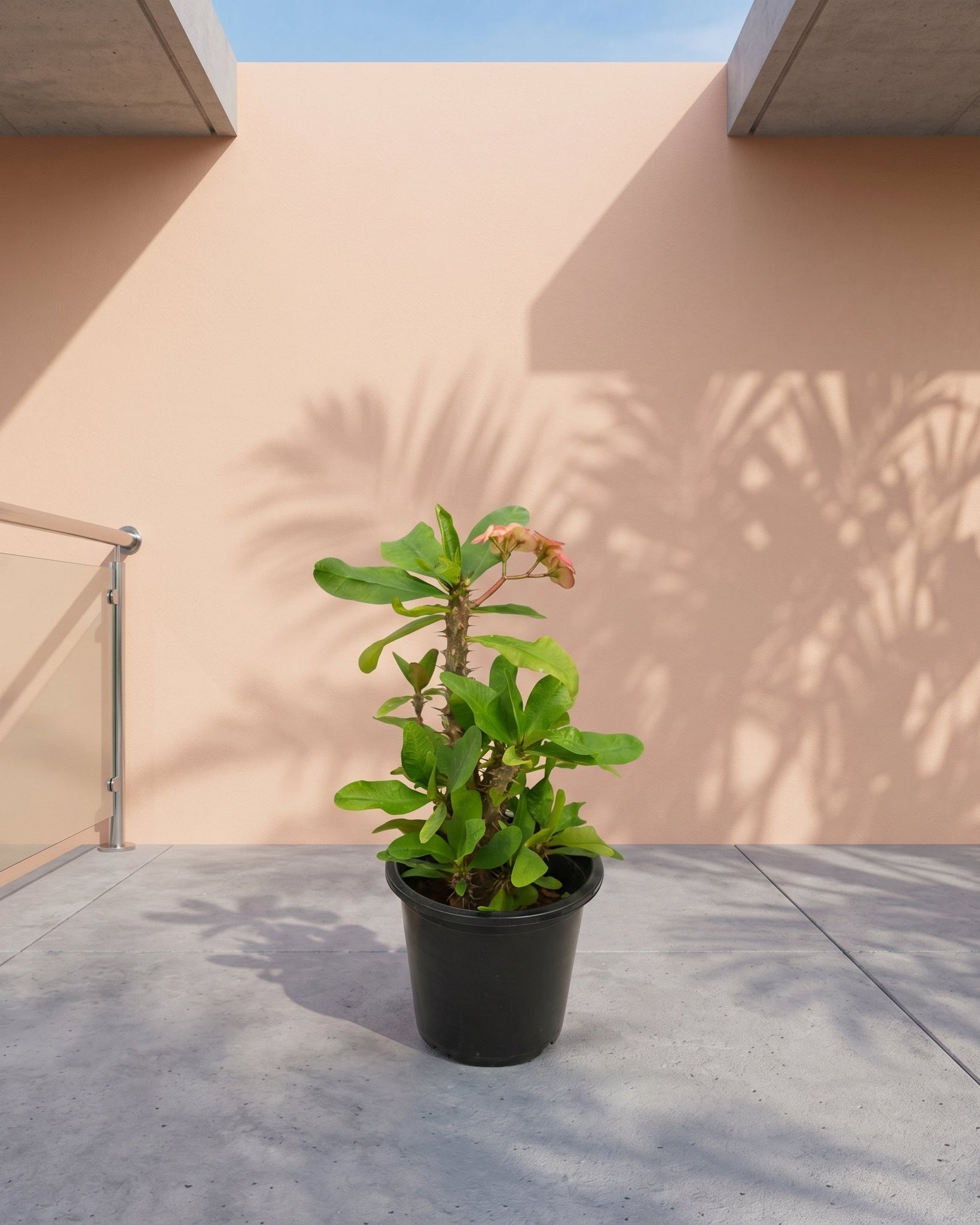 Crown of Thorns (Euphorbia milii) | Flowering Succulent, 40–50 cm - Acacia Garden Center