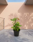Crown of Thorns (Euphorbia milii) | Flowering Succulent, 40–50 cm - Acacia Garden Center