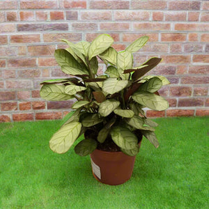 Ctenanthe burle - marxii (Calathea fishbone prayer | Never - never) | 50 - 60 cm - Acacia Garden Center