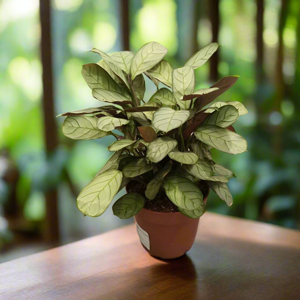 Ctenanthe burle - marxii (Calathea fishbone prayer | Never - never) | 50 - 60 cm - Acacia Garden Center