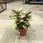 Ctenanthe burle - marxii (Calathea fishbone prayer | Never - never) | 50 - 60 cm - Acacia Garden Center