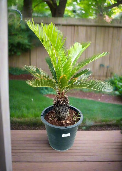 Cycads Cycas Revoluta (Sago Palm) 60 70cm – Acacia Garden