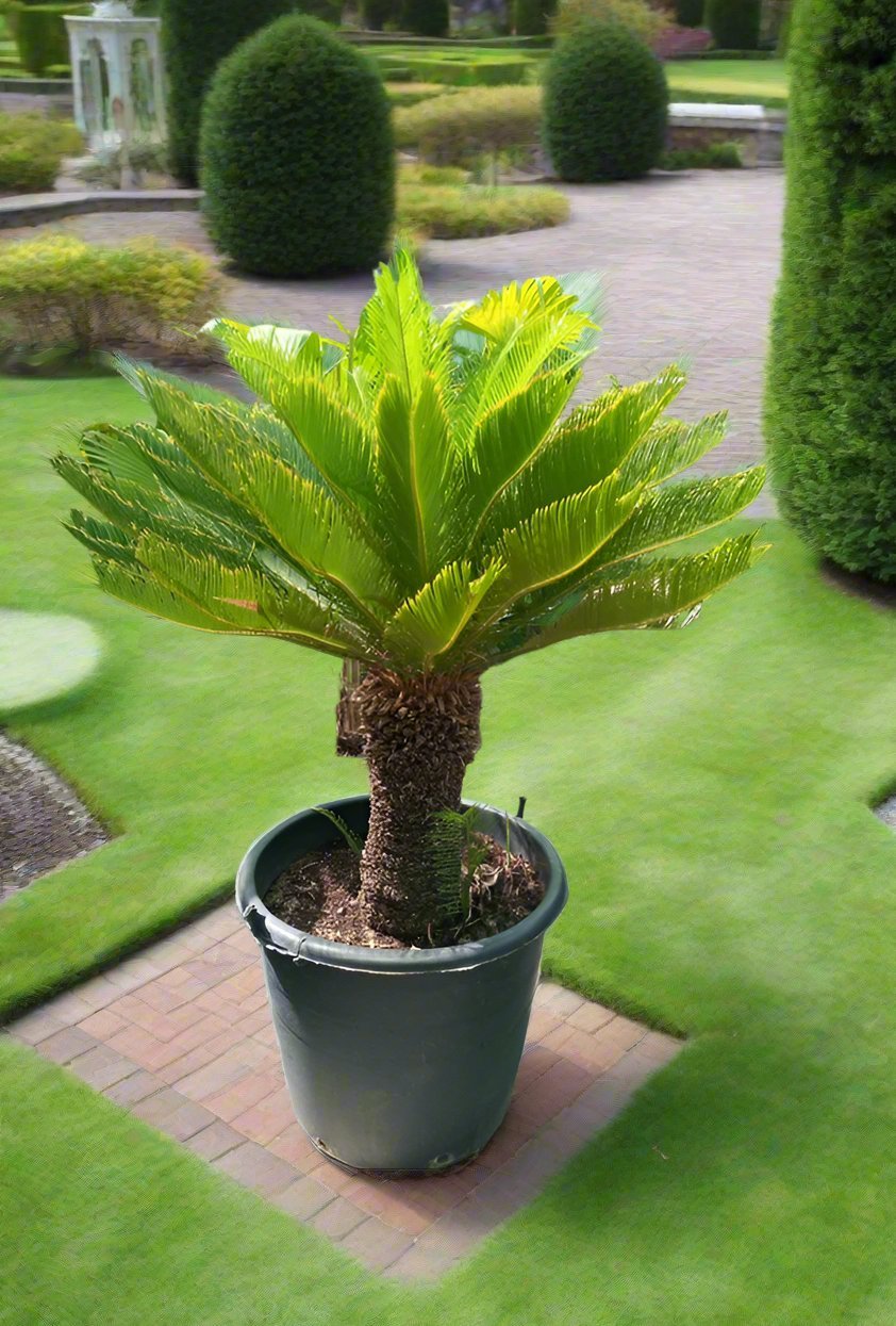 Cycas Revoluta (Cycads | Sago Palm) | 80 - 100cm - Acacia Garden Center