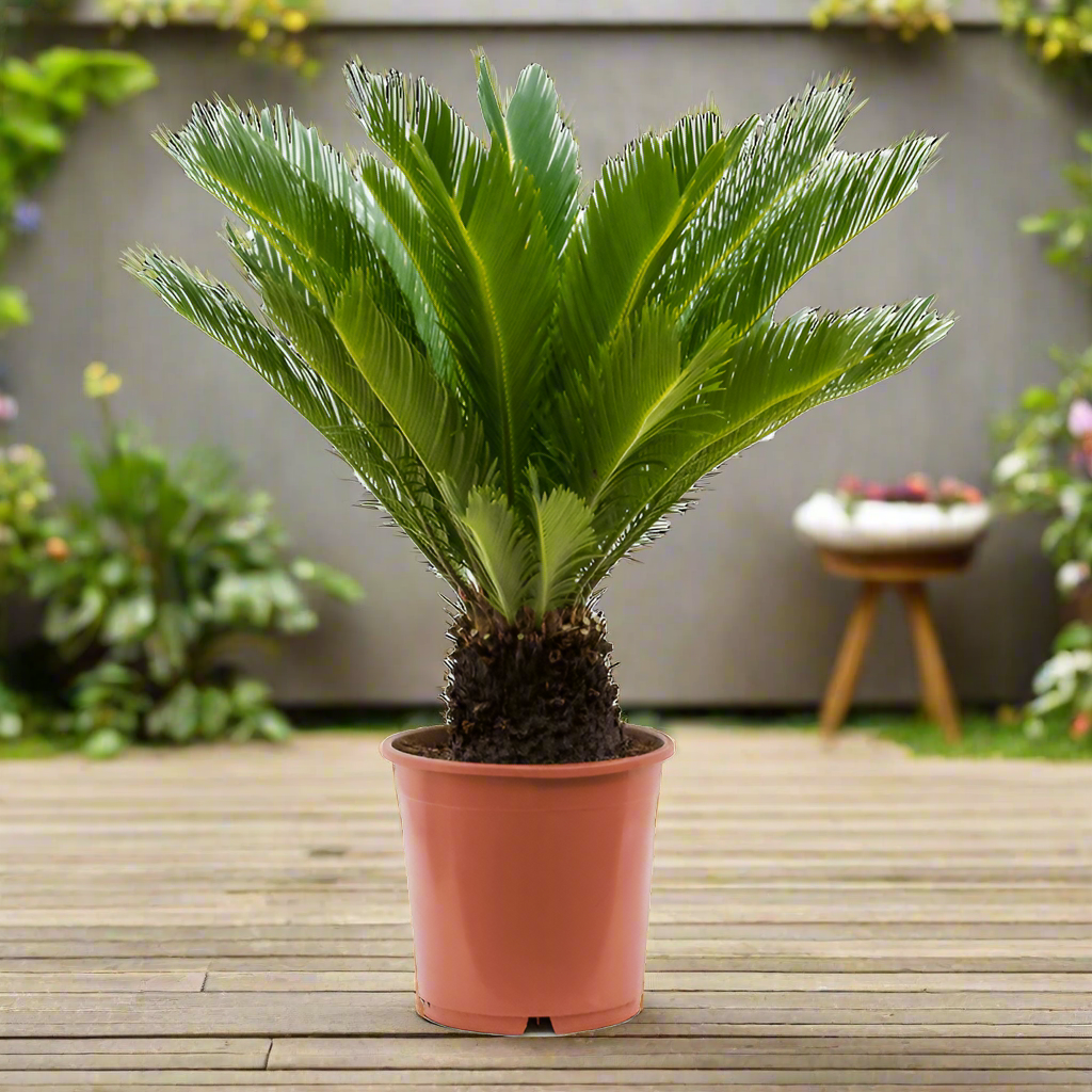 Cycas Revoluta Cycads Type G5, Single Trunk 0.8 - 1.0 M