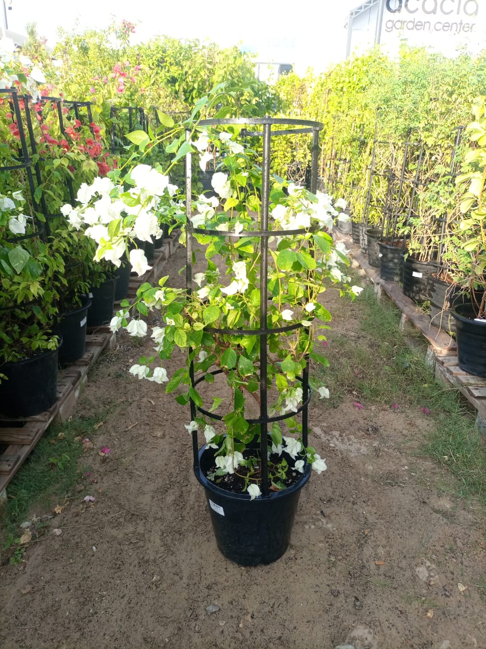 Shrub Bougainvillea Glabra (Mix), Type C, 3PP, 10LP, 90-100CM