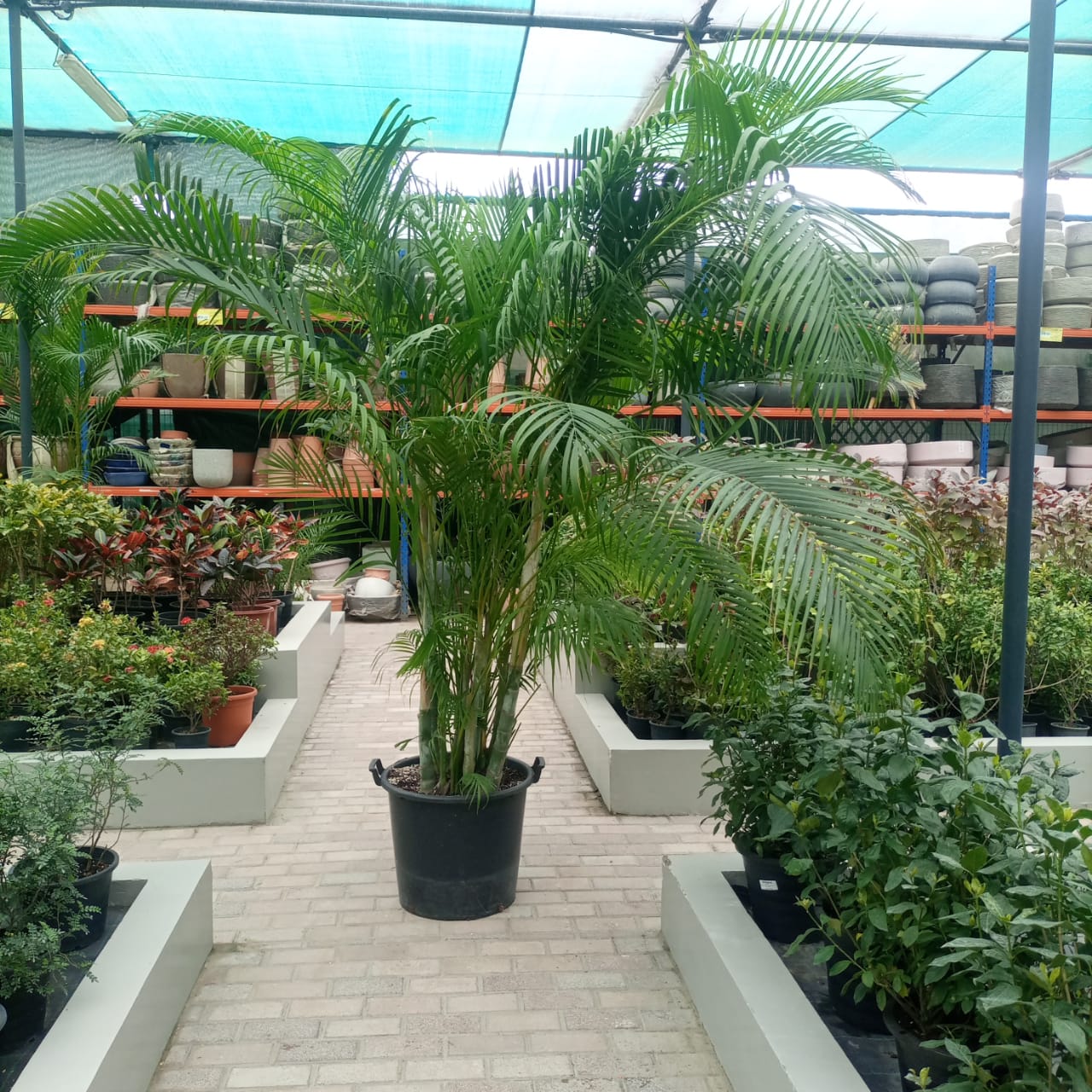 Palm Chrysalidocarpus Lutescens, Type E10, 25LP, 2.0-2.5m (OAH)