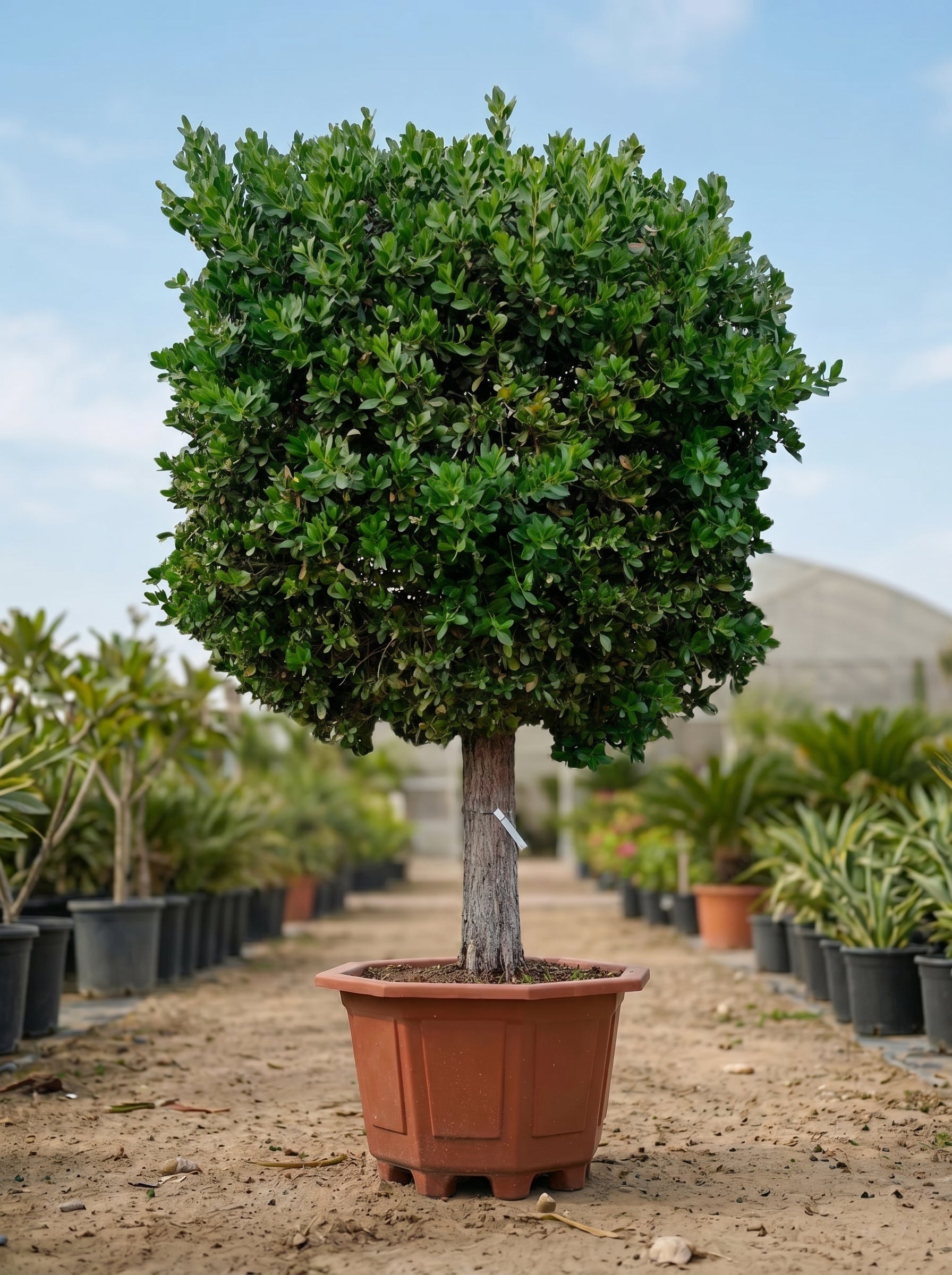 Damas Tree (Conocarpus erectus) | Multiple Sizes - Acacia Garden Center
