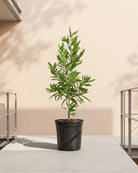 Damas Tree (Conocarpus erectus) | Multiple Sizes - Acacia Garden Center