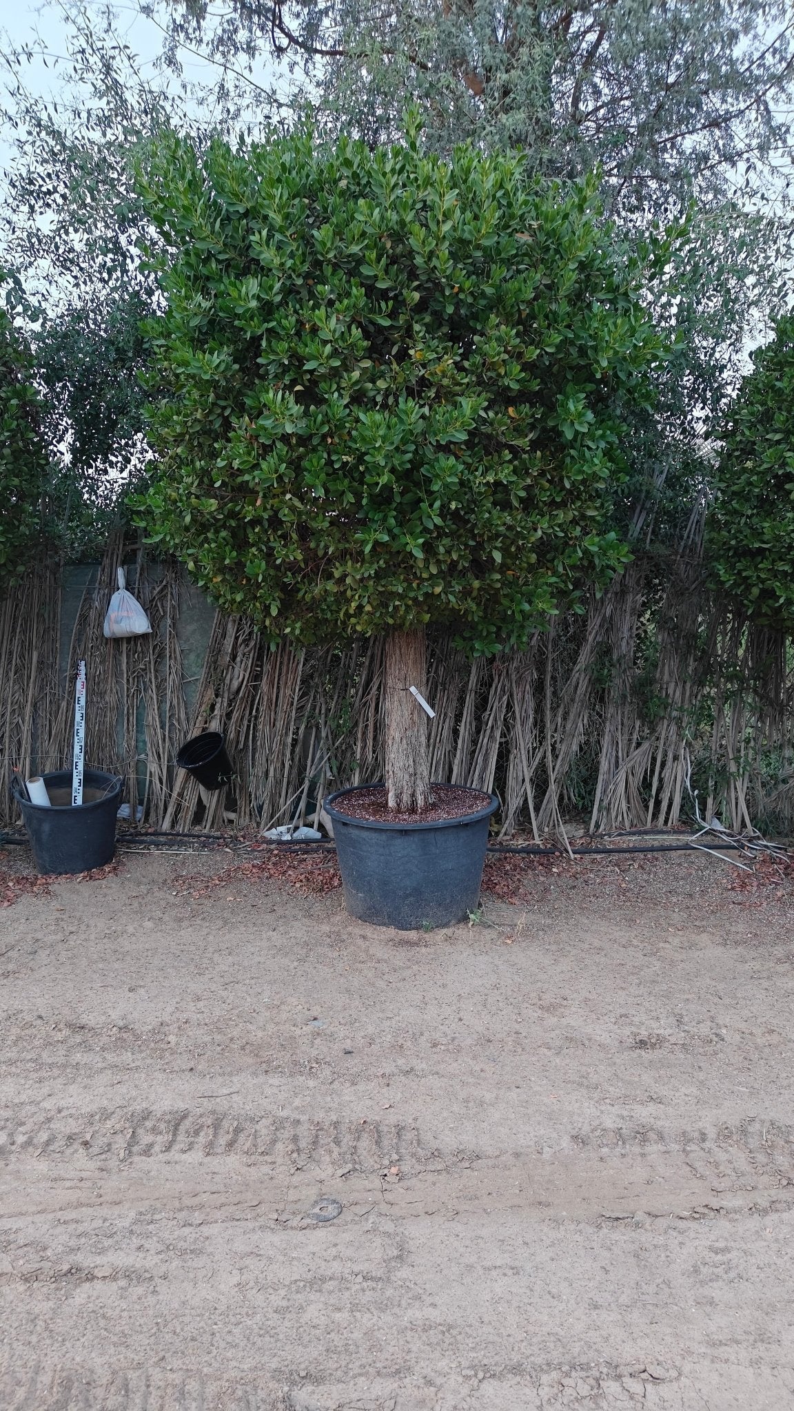 Damas Tree (Conocarpus erectus) | Multiple Sizes - Acacia Garden Center