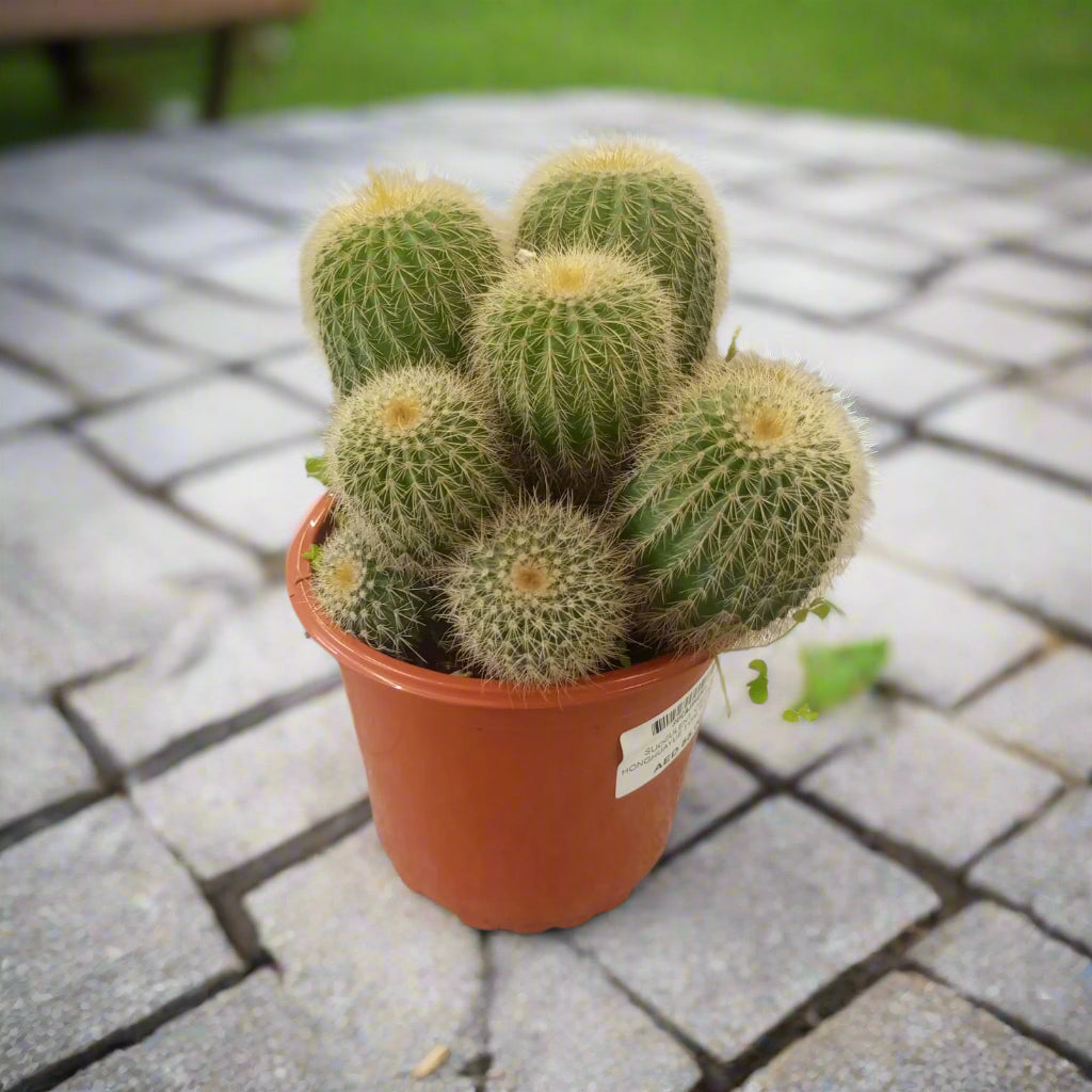 Succulent Cactus Ji Honghuayue Type H1, 1.5LP