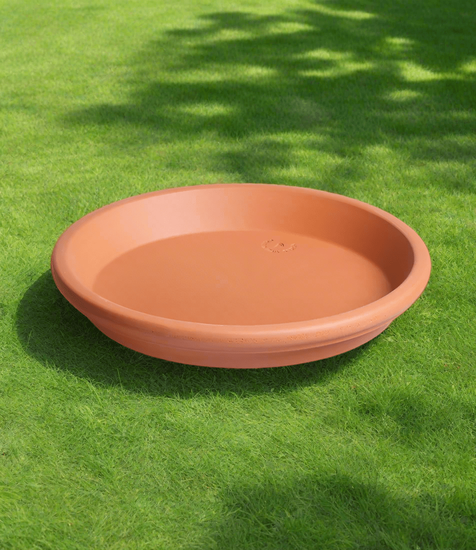Degrea Sottovaso Imp. (Wtrres Saucer) - Acacia Garden Center