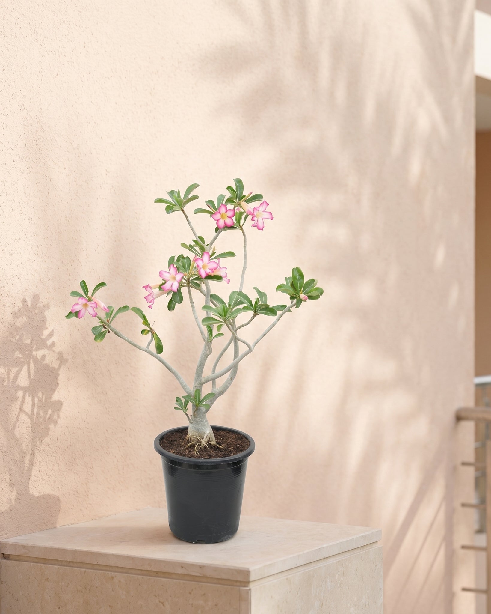 Desert Rose (Adenium obesum) | Sculptural Succulent, 40–50 cm / 60–70 cm / 90–100 cm - Acacia Garden Center