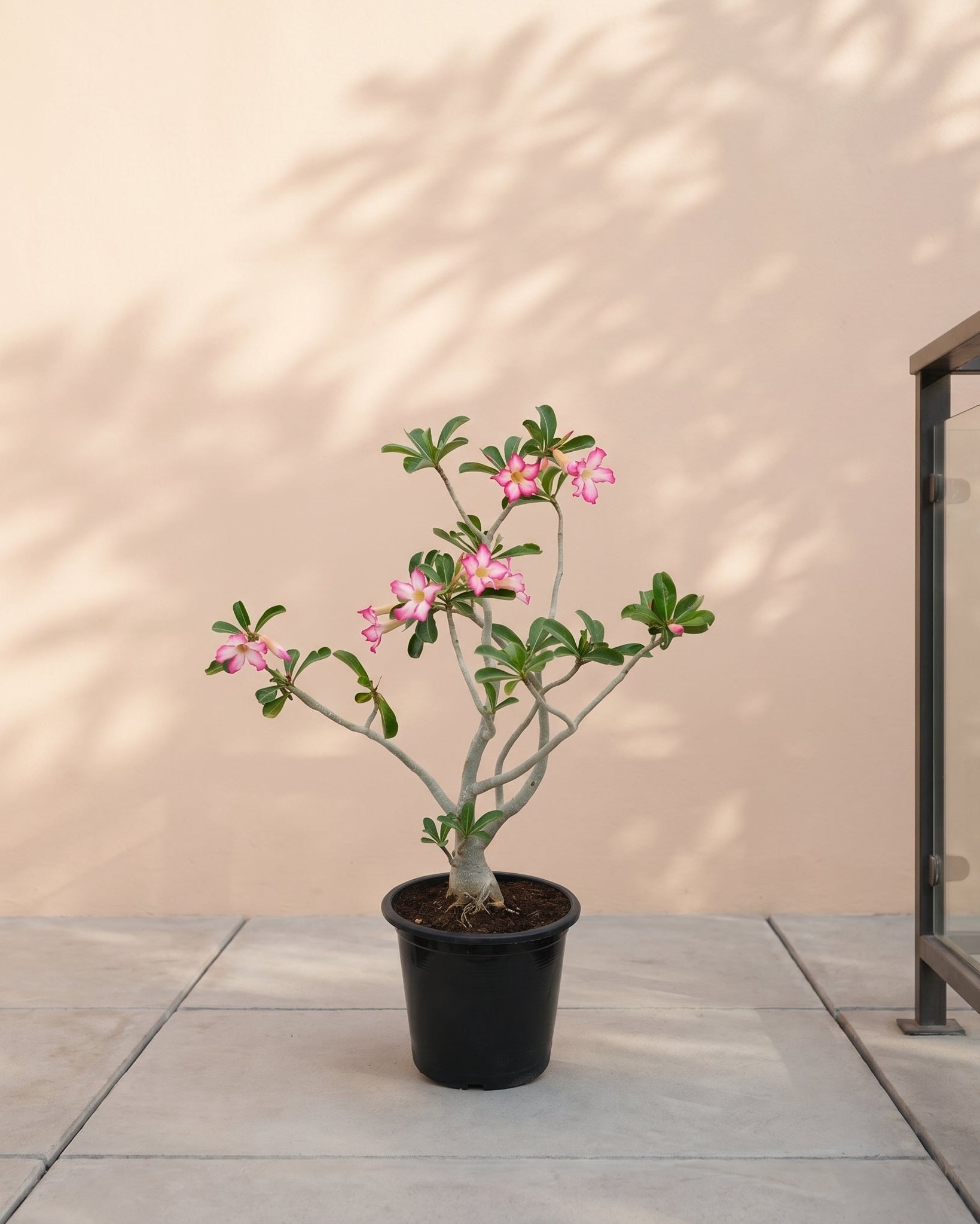 Desert Rose (Adenium obesum) | Sculptural Succulent, 40–50 cm / 60–70 cm / 90–100 cm - Acacia Garden Center