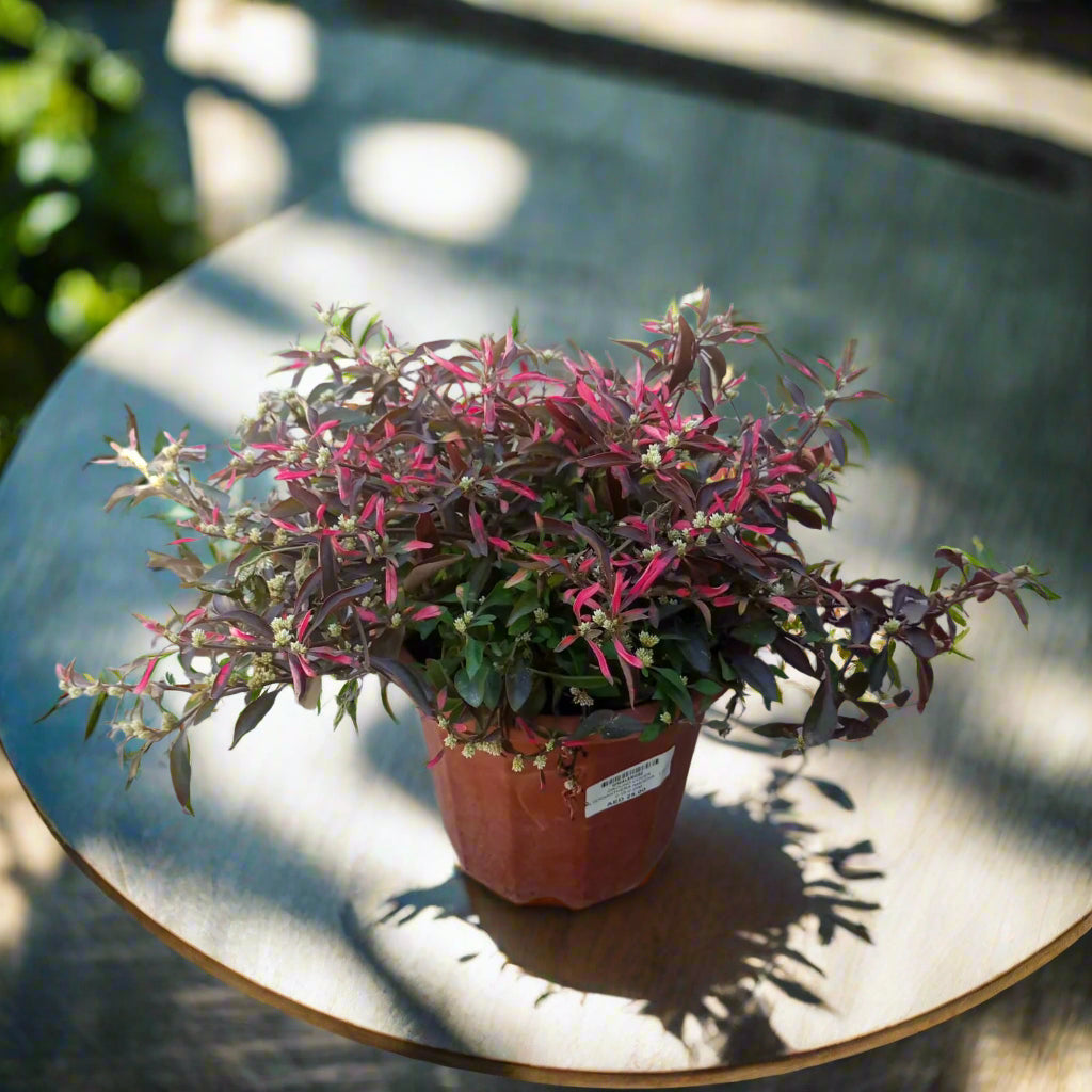 Ground Cover Alternanthera Amoena, 1.5LP, 20-25CM