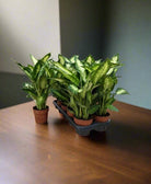 Dieffenbachia Cammellia (Dumb Cane) | 30 - 40cm - Acacia Garden Center