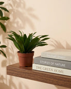 Dracaena Compacta | 10 - 12 cm - Acacia Garden Center