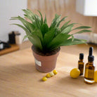 Dracaena Compacta | 10 - 12 cm - Acacia Garden Center