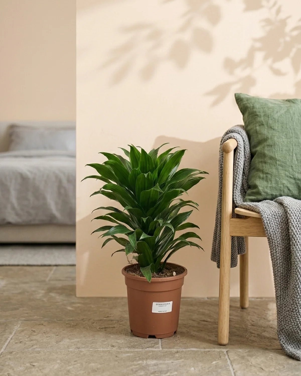 Dracaena Compacta (Dracaena fragrans ‘Compacta’) | Potted, 50–60 cm - Acacia Garden Center