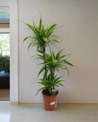 Dracaena Deremensis Warneckii (Lemon lime) - Acacia Garden Center
