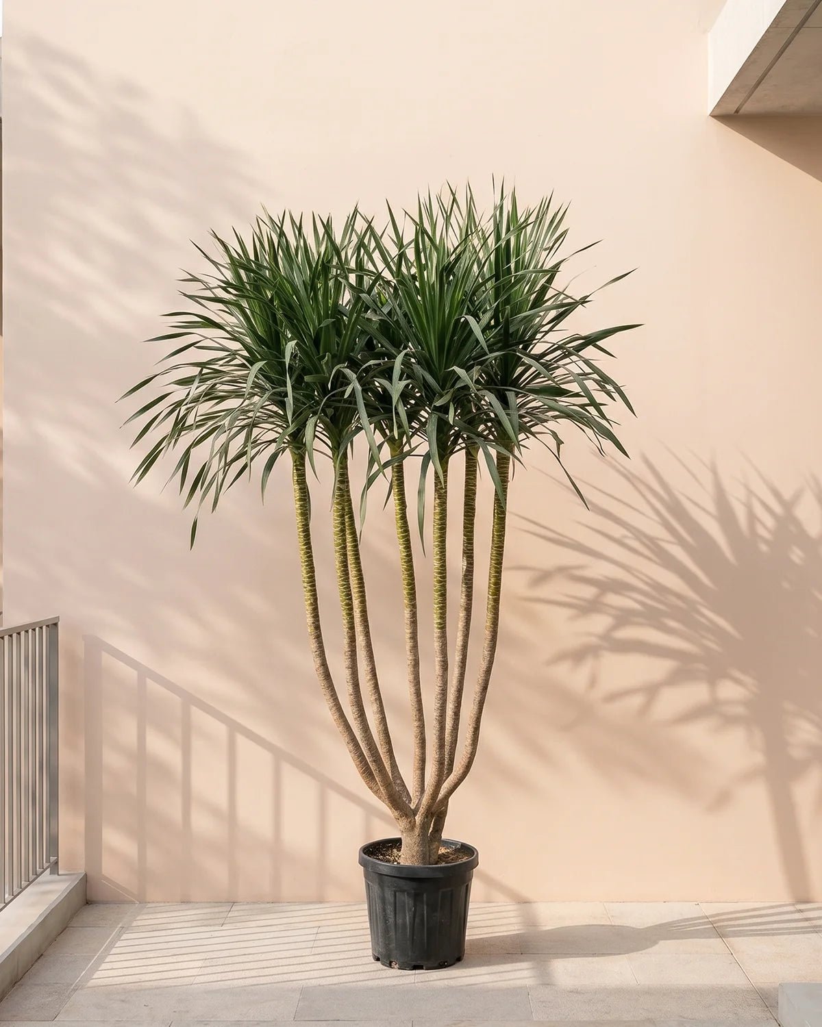 Dracaena Draco Multi - branch | 1.0 - 1.5 m - Acacia Garden Center