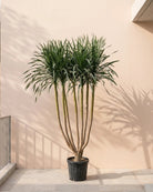 Dracaena Draco Multi - branch | 1.0 - 1.5 m - Acacia Garden Center