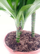 Dracaena Green Jewel (Dracaena Compacta) - Acacia Garden Center