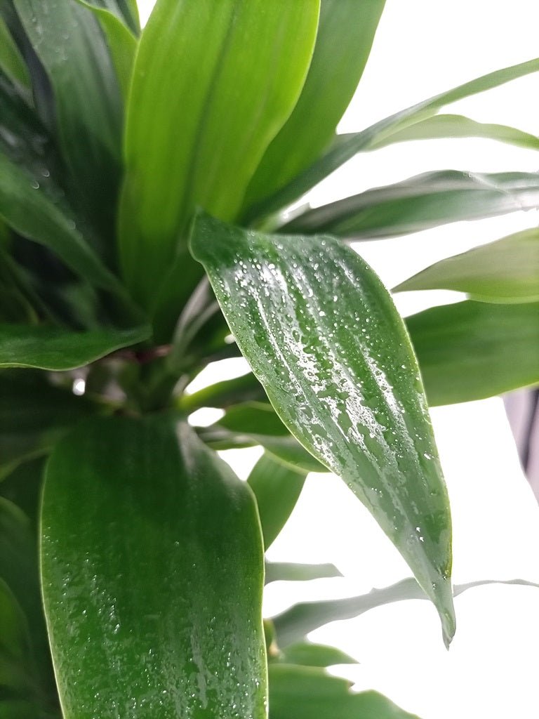 Dracaena Green Jewel (Dracaena Compacta) - Acacia Garden Center