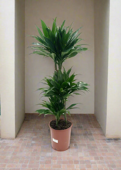 Dracaena Green Jewel (Dracaena Compacta) - Acacia Garden Center