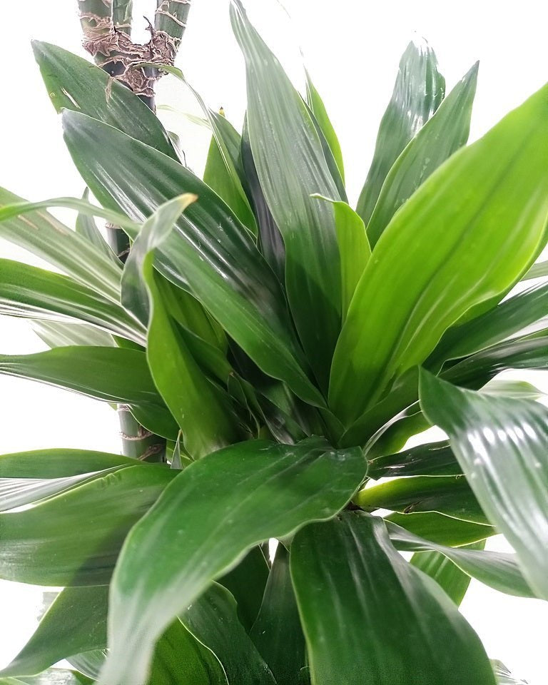 Dracaena Green Jewel (Dracaena compacta) | Indoor Plant - Acacia Garden Center