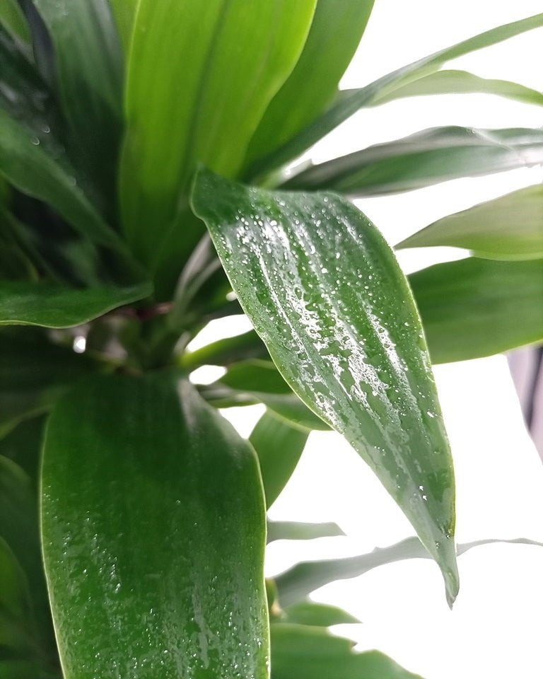 Dracaena Green Jewel (Dracaena compacta) | Indoor Plant - Acacia Garden Center