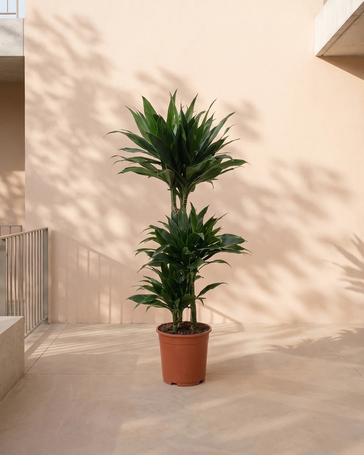 Dracaena Green Jewel (Dracaena compacta) | Indoor Plant - Acacia Garden Center