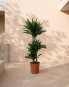 Dracaena Green Jewel (Dracaena compacta) | Indoor Plant - Acacia Garden Center