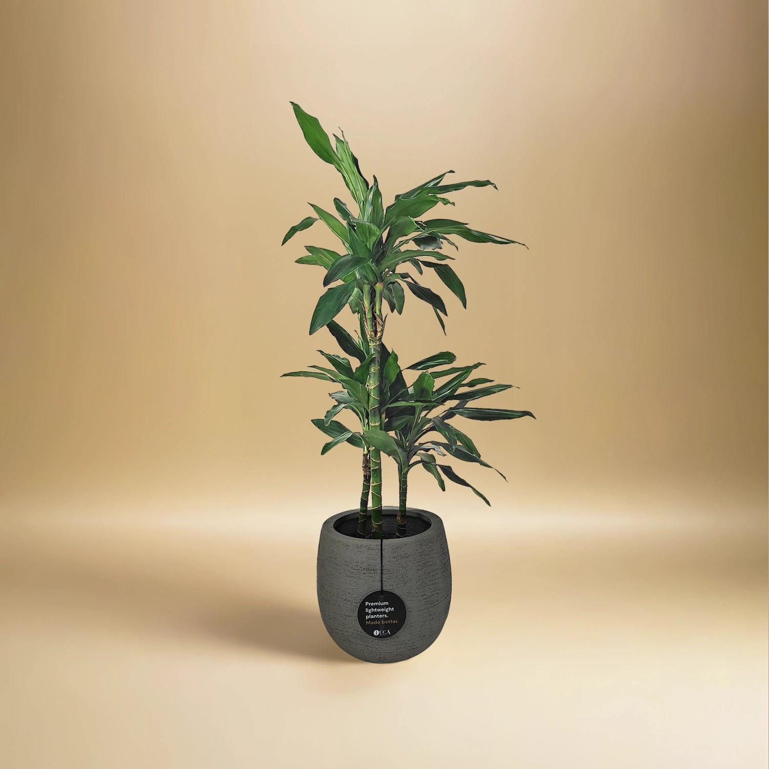 Dracaena Janet Craig (Dracaena fragrans) | 1.1 - 1.2 m - Acacia Garden Center