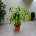 Dracaena Massangeana (Corn plant | Mass cane) | 70 - 80 cm - Acacia Garden Center
