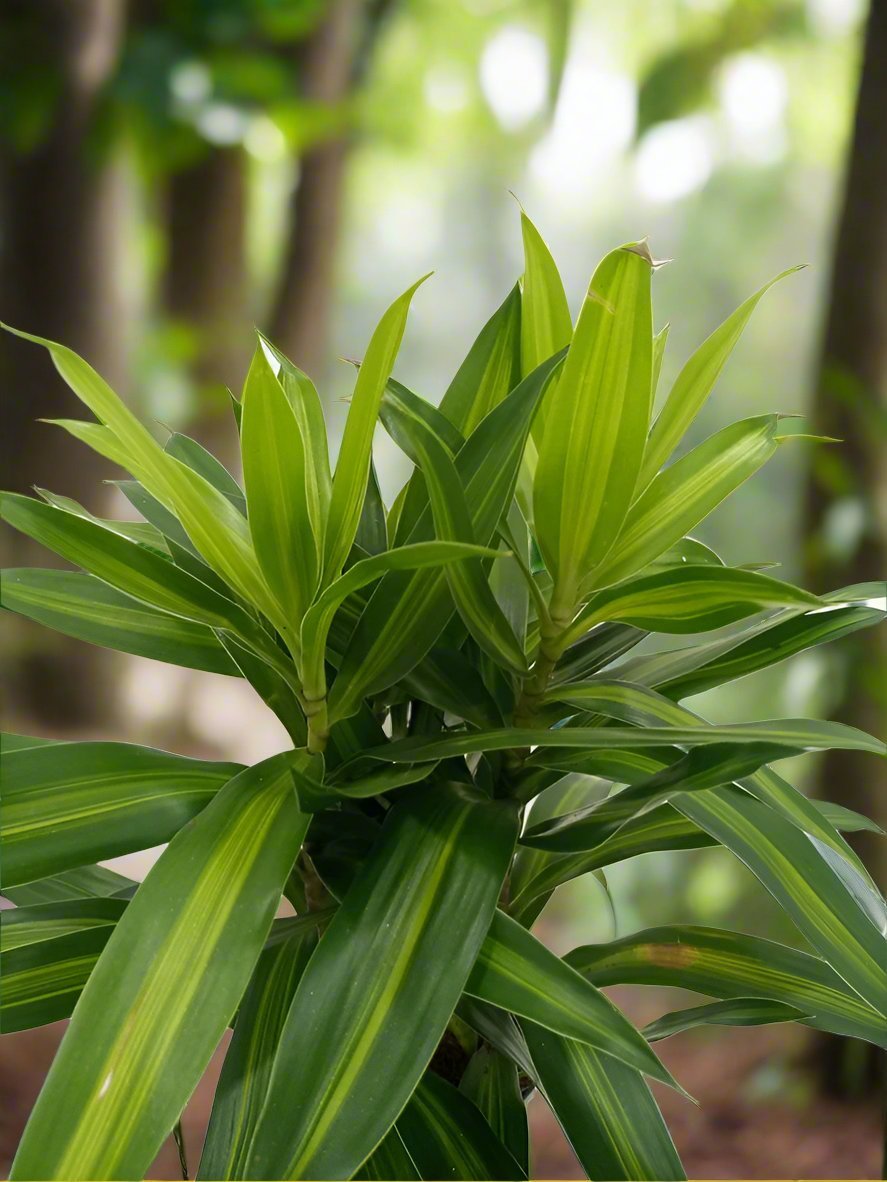 Dracaena Reflexa (Song of jamaica) | 25 - 30 cm - Acacia Garden Center