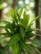 Dracaena Reflexa (Song of jamaica) | 25 - 30 cm - Acacia Garden Center
