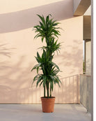 Dracaena Rikki (Dracaena fragrans) | Floor Plant, 1.0–1.2 m - Acacia Garden Center