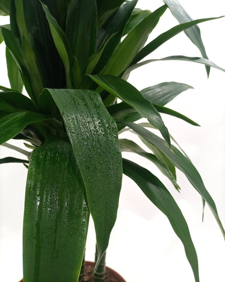 Dracaena Rikki (Dracaena fragrans) | Floor Plant, 1.0–1.2 m - Acacia Garden Center