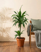 Dracaena Warneckii (Dracaena fragrans) | Floor Plant, 1.2–1.5 m - Acacia Garden Center