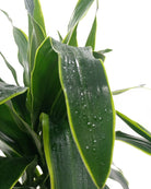Dracaena Warneckii (Dracaena fragrans) | Floor Plant, 1.2–1.5 m - Acacia Garden Center