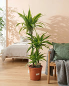 Dracaena Warneckii (Dracaena fragrans) | Indoor Plant - Acacia Garden Center